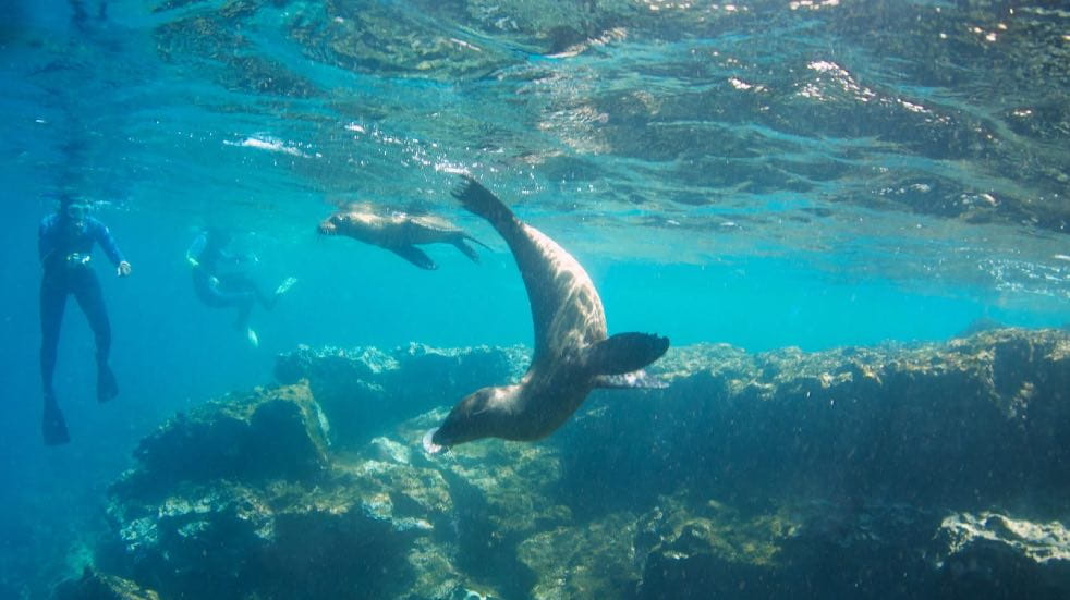 Somersaulting sealions Galapagos